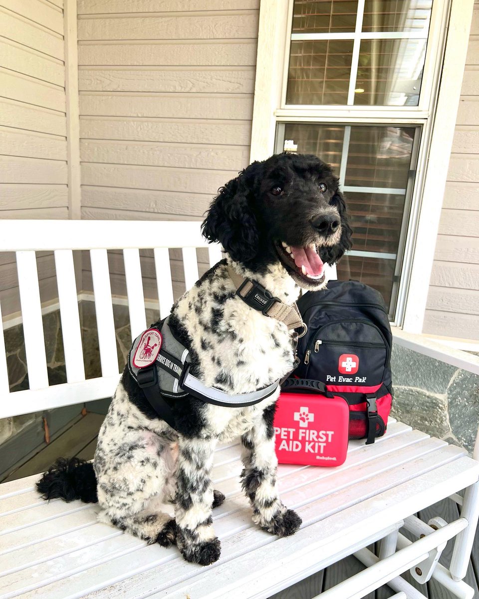 Canine_Support's tweet photo. Each year, disasters disrupt the lives of hundreds of thousands of people. Today, we celebrate National Animal Preparedness Day in order to raise awareness on the importance of keeping emergency supplies on hand. https://t.co/zPfXO5UZcz