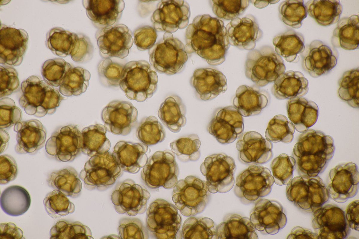 RPilze's tweet photo. Urocystis alopecuri ex Alopecurus pratensis

#Urocystisalopecuri #Urocystis #smut #smutfungus #Brand #Brandpilz #Alopecuruspratensis #Alopecurus #WiesenFuchsschwanz #meadowfoxtail #Vulpindesprés #mushroom #mushrooms #fungus #fungi #pilz #pilze #champignons #champignon #nature https://t.co/3iFC8qSu0S