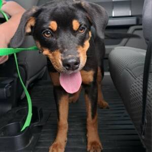 PetCuriousPets's tweet photo. https://t.co/jHWC9RgRVW

#DogsForAdoption #AnimalsForAdoption #RescueAnimals #ShelterAnimals #PetCurious #ClearTheShelters #RescueDogs https://t.co/73BYTzoN1x