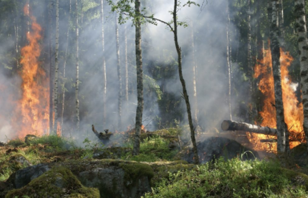 FRMGForests's tweet photo. FRMG's SKYFOREST Launches the first cross Canada 20M resolution Wildfire Risk map. The dataset is supported by our novel wildfire risk model. Check it out here: https://t.co/2xp2f84zAK

#wildfire #risk #canadawide #launches #wildfirerisk #insurance https://t.co/xIOzRcdtb0