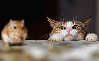 funmuch84's tweet image. A wise cat 🐈 that cares about tomorrow does not eat a pregnant mouse 🐁......