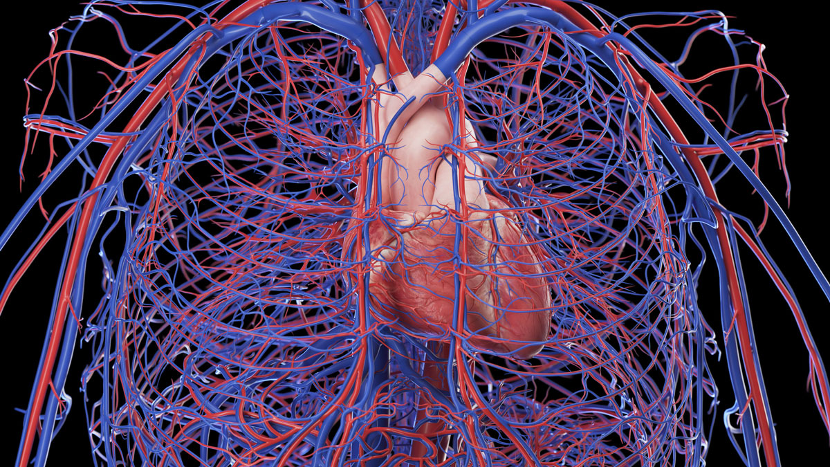 Take a deep dive into <a href="/SciePro/">SciePro</a>’s amazingly accurate anatomical model of the human anatomy, eight years in the making! blog.turbosquid.com/2023/05/08/how…