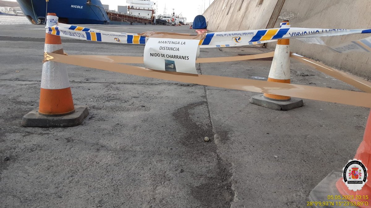 PoliciaAPLP's tweet photo. Una nueva puesta de 🐣de #charranes ha sido protegida por @PoliciaAPLP hasta su recogida por @GranCanaria_M_A durante el fin de semana. https://t.co/nShayhn6BU