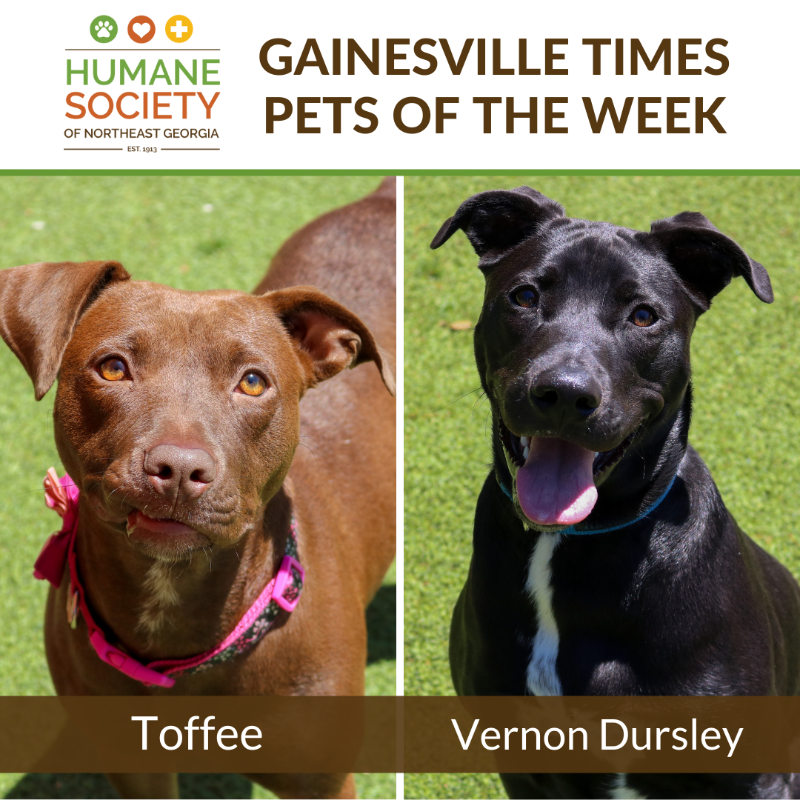 Toffee and Vernon Dursley are the Pets of the Week in the <a href="/gtimesnews/">GtimesNews Channel1</a>!