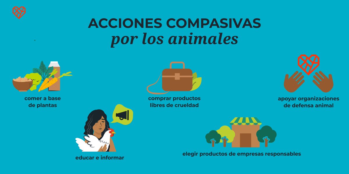 Hay varias formas con las que podemos mostrar compasión por los animales explotados para la alimentación. Recuerda que incluso pequeños cambios en tus decisiones diarias pueden marcar una gran diferencia en la vida de los animales. ❤️🐷