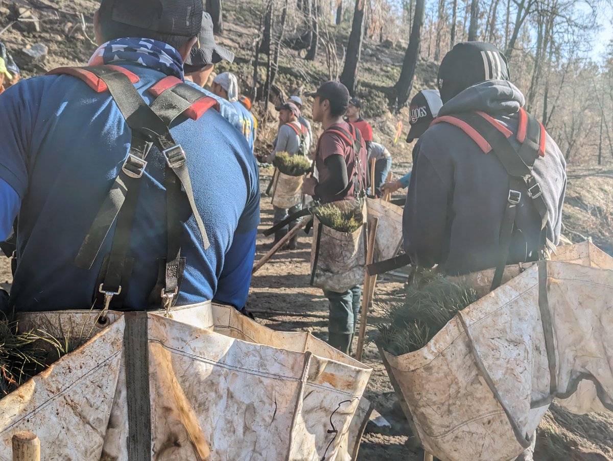 DyerDialogue's tweet image. LIVE from the #SouthernSierra – @AmericanForests &amp;amp; @SequoiaForest just wrapped up planting 229K trees in the #CastleFire &amp;amp; #WindyFires! Next in this #CrossBoundary #reforestation project, we’ve got 55K seedlings to plant the #RoughFire and at Mt. Home Demonstration State Forest!