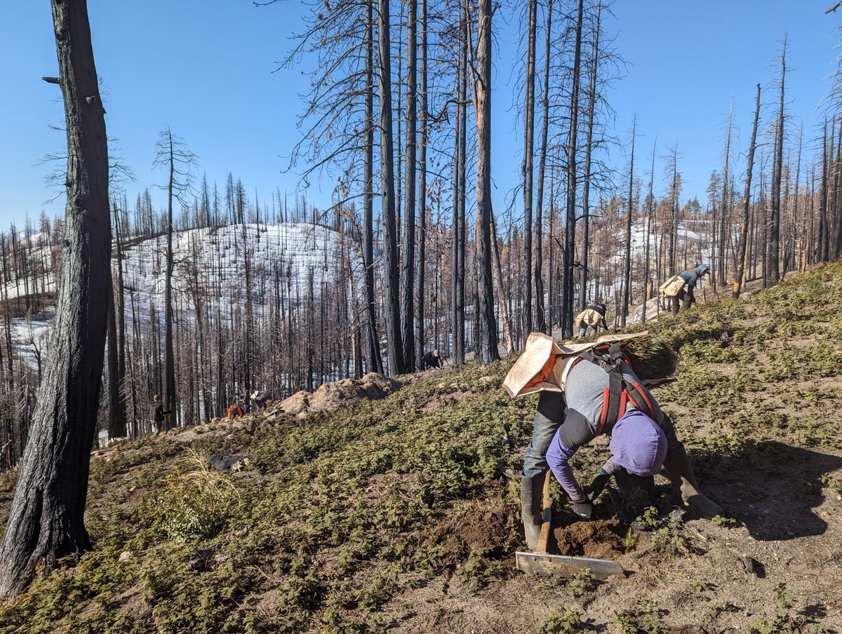DyerDialogue's tweet image. LIVE from the #SouthernSierra – @AmericanForests &amp;amp; @SequoiaForest just wrapped up planting 229K trees in the #CastleFire &amp;amp; #WindyFires! Next in this #CrossBoundary #reforestation project, we’ve got 55K seedlings to plant the #RoughFire and at Mt. Home Demonstration State Forest!