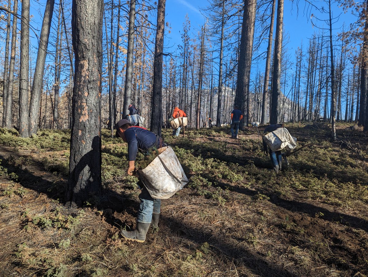 DyerDialogue's tweet image. LIVE from the #SouthernSierra – @AmericanForests &amp;amp; @SequoiaForest just wrapped up planting 229K trees in the #CastleFire &amp;amp; #WindyFires! Next in this #CrossBoundary #reforestation project, we’ve got 55K seedlings to plant the #RoughFire and at Mt. Home Demonstration State Forest!