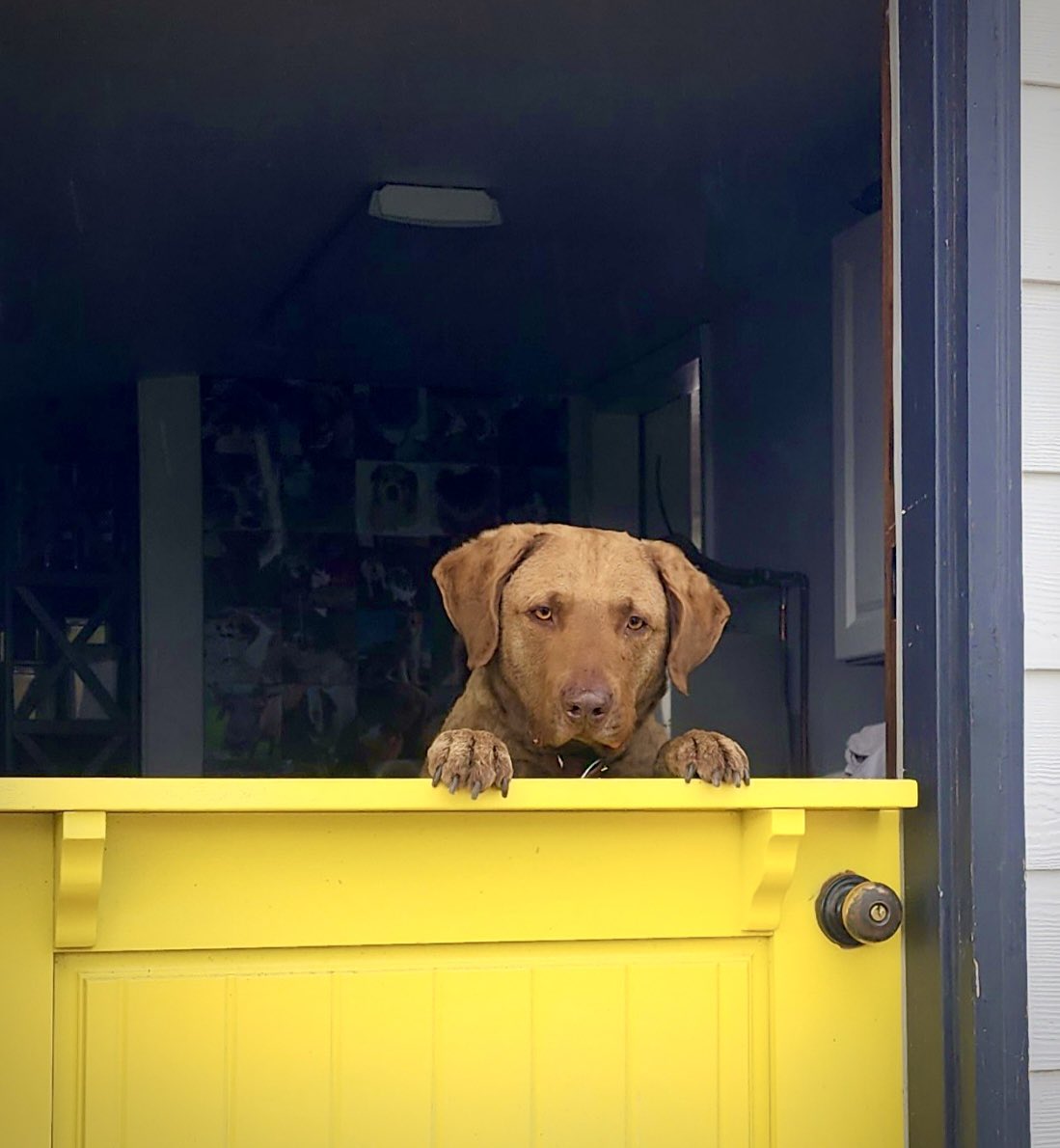 DSEdwardsAuthor's tweet image. When you want to play outside but it’s raining. Poor Theodore. #chesapeakebayretrievers #dogsoftwitter #searchdogs #SAR