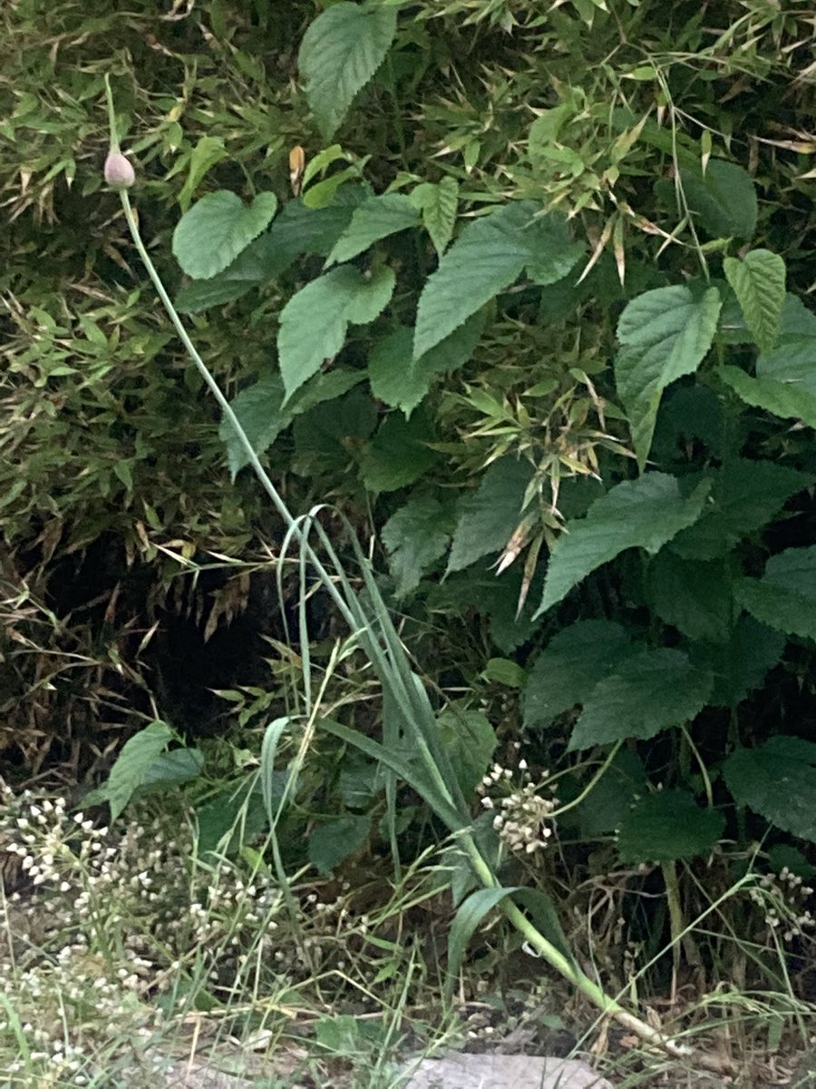 edwin winkels tweet media