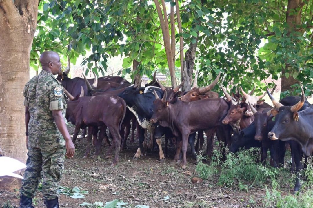 KiizaMabayihwa's tweet photo. [PICTURE1]@PaulKagame donates cows to needy people.
[PICTURE2]@KagutaMuseveni donates cows to his raided natives
[VIDEO]#Fatshi kill cows of his natives because they're tutsi!

This is barbaric and the world must stand up against genocide taking place in #DRC.
#FDLRFatshi https://t.co/vEKbC2uOqx