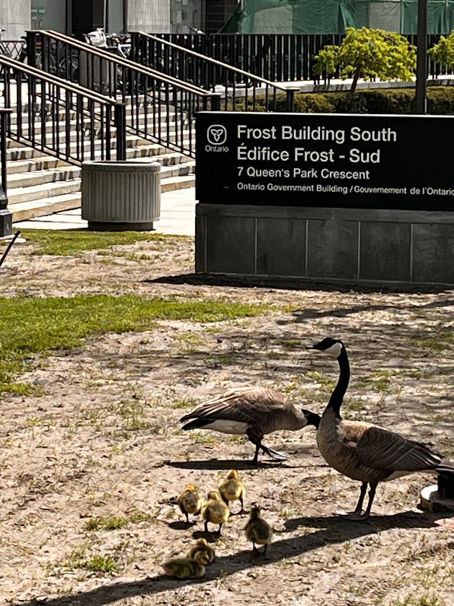Greg Orencsak (@orencsak) on Twitter photo Meet our visitors to <a href="/ONfinance/">Ministry of Finance</a> … maybe the Queen’s Park Child Care Centre in the Frost Building has a few spots left for Canada geese … and proof that I don’t just Tweet about red-tailed fiscal hawks circling Queen’s Park!! Meet our visitors to <a href="/ONfinance/">Ministry of Finance</a> … maybe the Queen’s Park Child Care Centre in the Frost Building has a few spots left for Canada geese … and proof that I don’t just Tweet about red-tailed fiscal hawks circling Queen’s Park!!