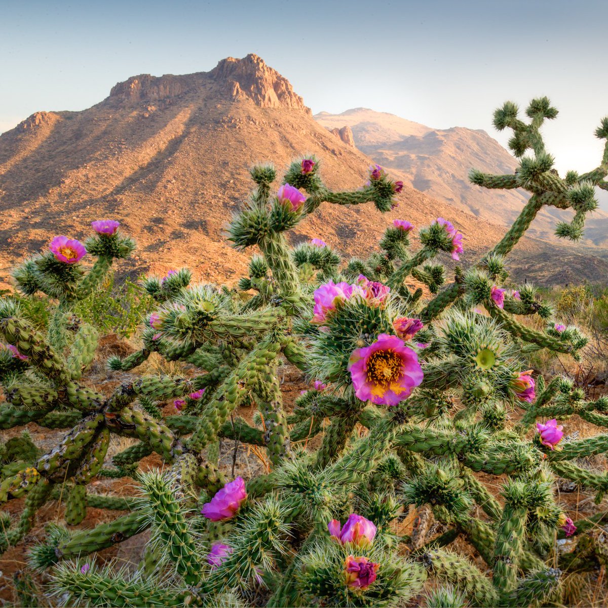 6 new Texas State Parks are coming your way!

 Find out more in the special commemorative edition of Texas Parks &amp; Wildlife Magazine at bit.ly/6NewStateParks 🌅

#TexasStateParks 
#TexasParks100