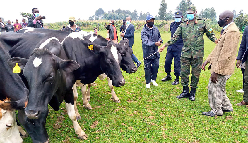 KiizaMabayihwa's tweet photo. [PICTURE1]@PaulKagame donates cows to needy people.
[PICTURE2]@KagutaMuseveni donates cows to his raided natives
[VIDEO]#Fatshi kill cows of his natives because they're tutsi!

This is barbaric and the world must stand up against genocide taking place in #DRC.
#FDLRFatshi https://t.co/vEKbC2uOqx