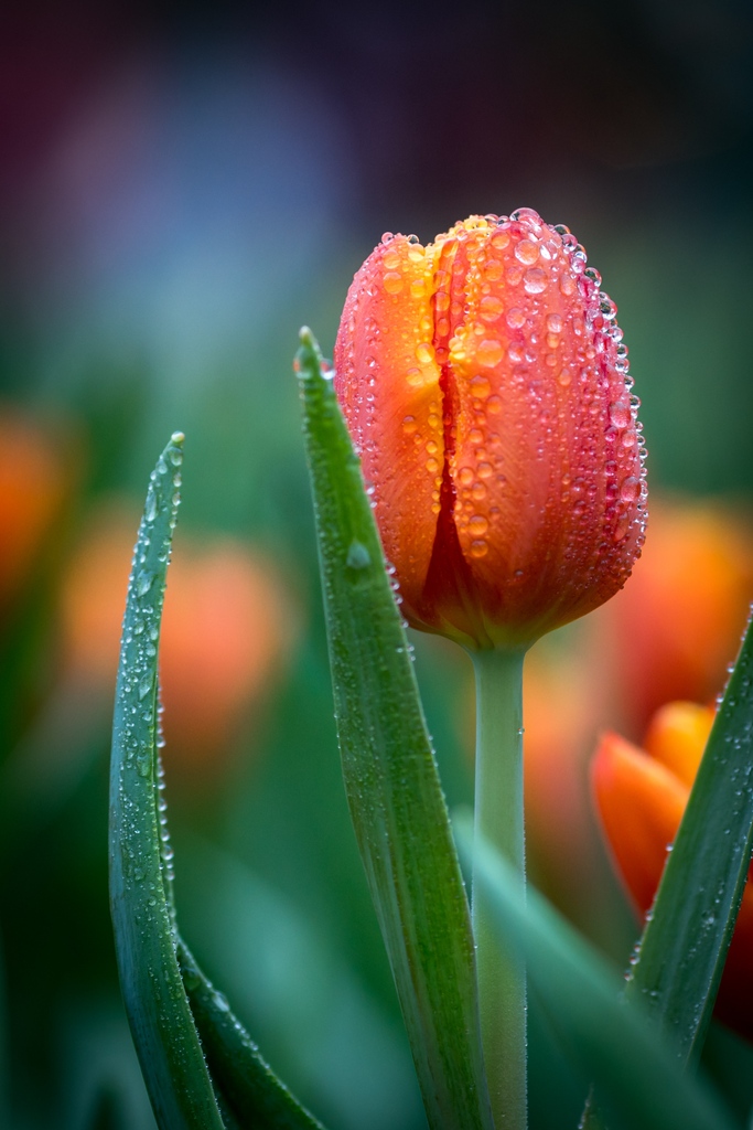 westcoastseeds's tweet photo. 🌷LIFTING? Use a garden fork to gently loosen the soil.  Try to dig down to the bulb itself, rather than pulling it up by its tender stem. The stem will tell you where each bulb is, so it’s important not to break the stem from the bulb.

#WestCoastSeeds https://t.co/rWOtIdA9nw