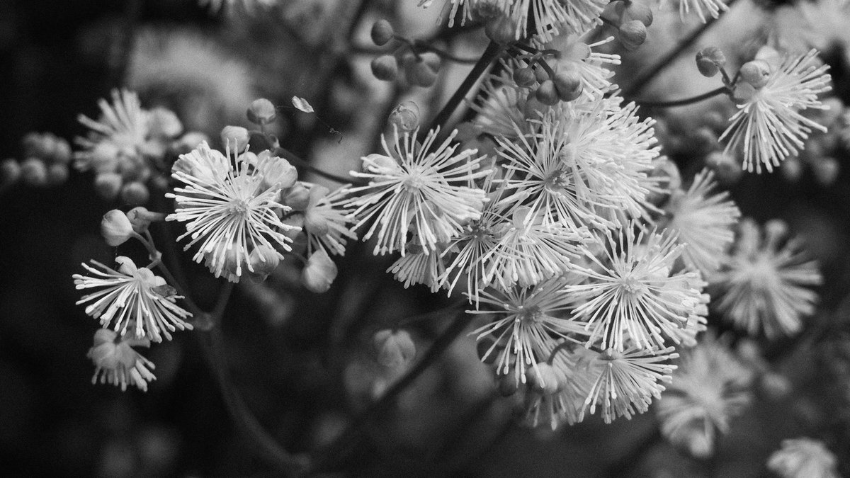 Restent le noir et le blanc....
#fleurs #botanique #jardinplume #noiretblanc #nature #vegetal #voyage #jardin #jardinremarquable #art #normandie  #auzouvillesurry #seinemaritime #france #olympus #lightroom #2023 #14 ©O.Charolles