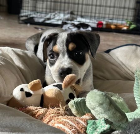 adopt_a_dog_bot's tweet photo. Oreo is a dapper lad, who can be found near RAWLINS, WY! Oreo is a Australian Cattle Dog / Blue Heeler, who will bring much joy to your home! #AustralianCattleDog,#BlueHeeler #dogsoftwitter #rescue #adopt #dog #RAWLINS #Wyoming #WY https://t.co/hxZZpJ9P6d https://t.co/eER7TMKlZc