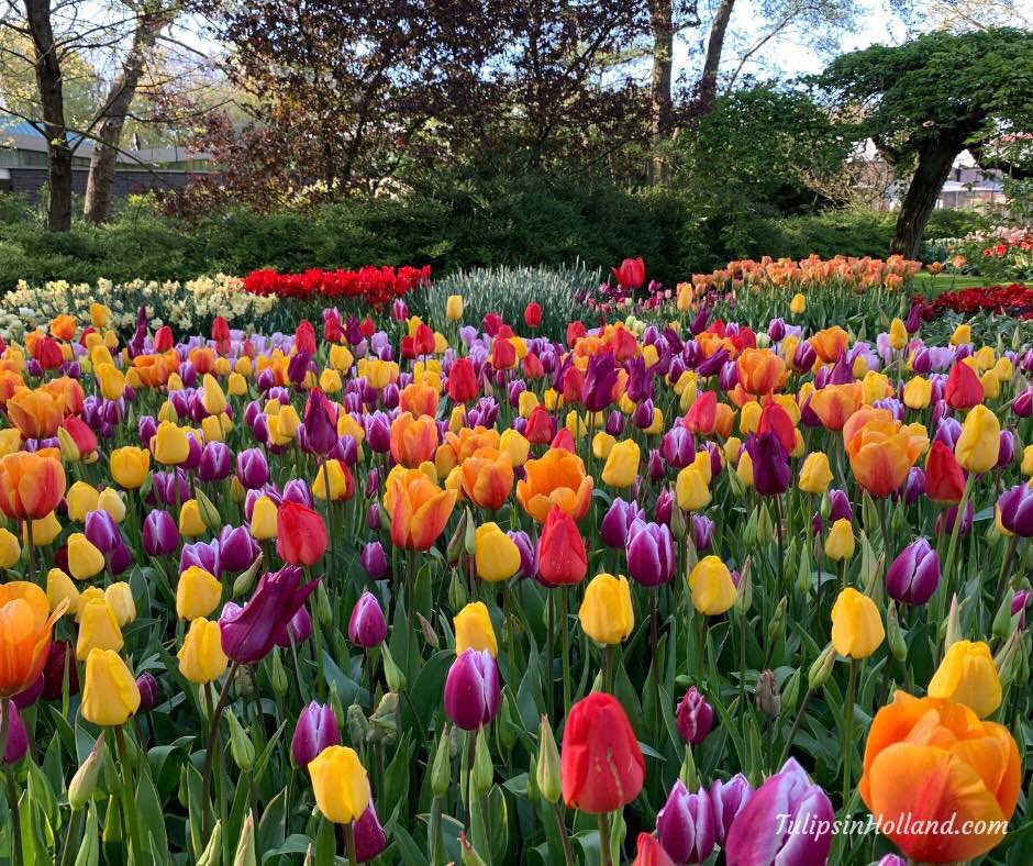 tulips_holland's tweet photo. The colourful tulip collection at Keukenhof. The purple, red, orange and yellow tulips make it a festive combination. Have a wonderful Monday! 💜❤️🧡💛🌷

#travel to the #tulipsinholland spring 2023 https://t.co/FKmeDYMGcf https://t.co/xrIvvd5KH2
