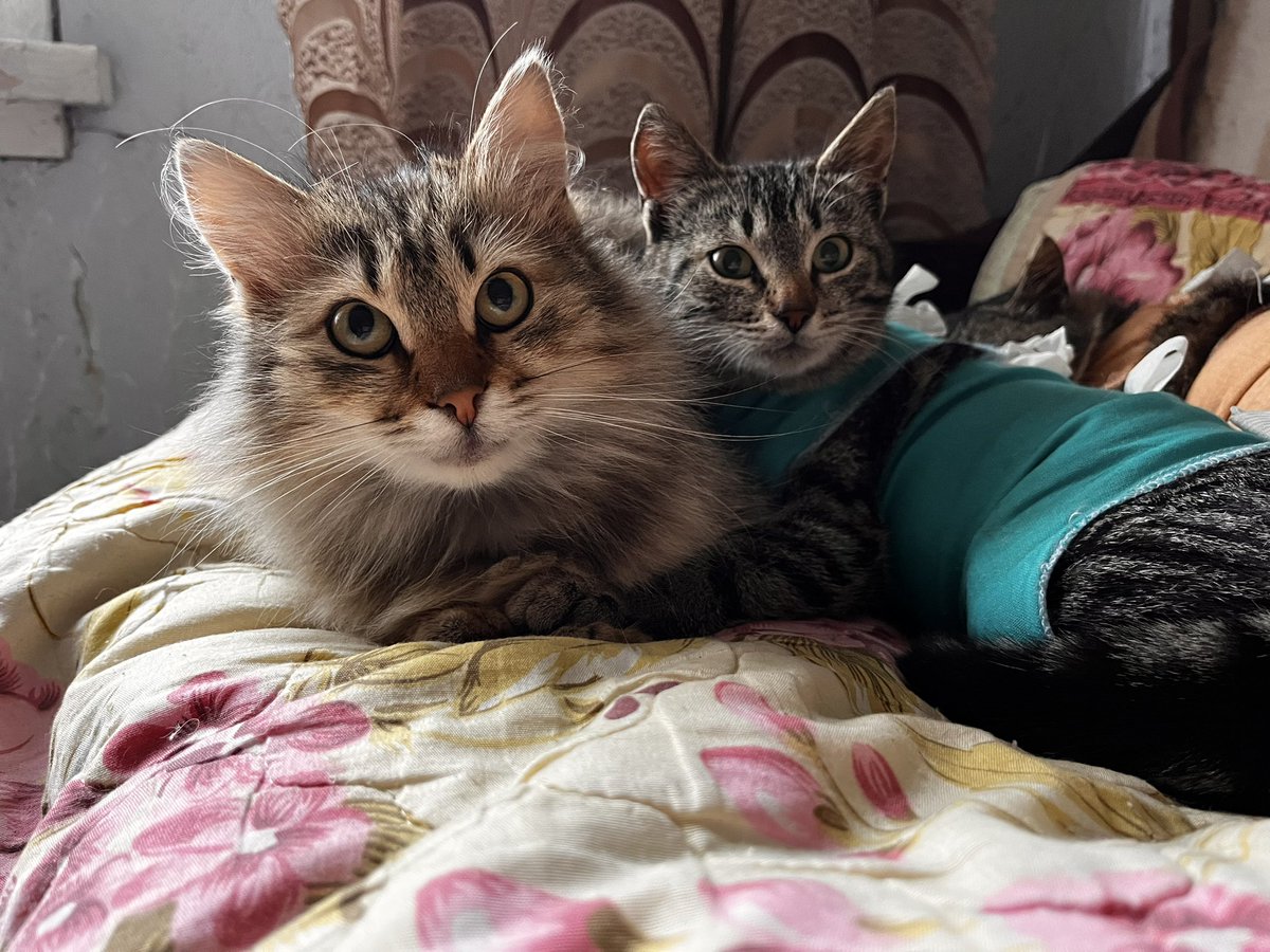 macdouel's tweet image. Калуга/Ярославль 🆘Я верю в правило 10 рукопожатий, и очень надеюсь на вашу помощь . Ищу дом для этих малышей : пушистый мальчик гладкая девочка. Их мама бывшедомашняя просто выбросили на улицу за ненадобностью , и появились эти два чуда. Безумно ласковые, едят все, лоток 5+.