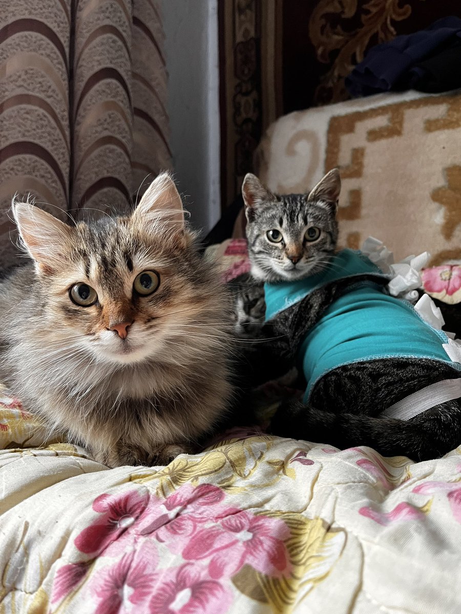 macdouel's tweet image. Калуга/Ярославль 🆘Я верю в правило 10 рукопожатий, и очень надеюсь на вашу помощь . Ищу дом для этих малышей : пушистый мальчик гладкая девочка. Их мама бывшедомашняя просто выбросили на улицу за ненадобностью , и появились эти два чуда. Безумно ласковые, едят все, лоток 5+.