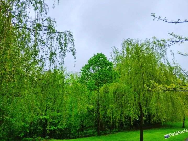 PATandRICIA's tweet photo. Out and about ❤️
Nature is truly amazing 🌱💚
#nature #naturephotographer #naturephotography #springflowers #springseason #bloomingflowers #walking #adventurelover #pictureoftheweek #photooftheday #photographer #photography #adventureseekers #natureblogger #healthyliving #photo https://t.co/wKmU1HjEGl