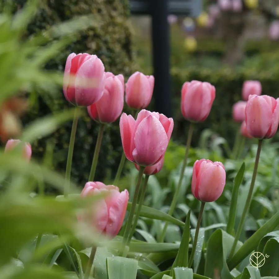 Love these raspberry ripple tulips...#leedscastle #GardeningTwitter #flowers #tuliptuesday