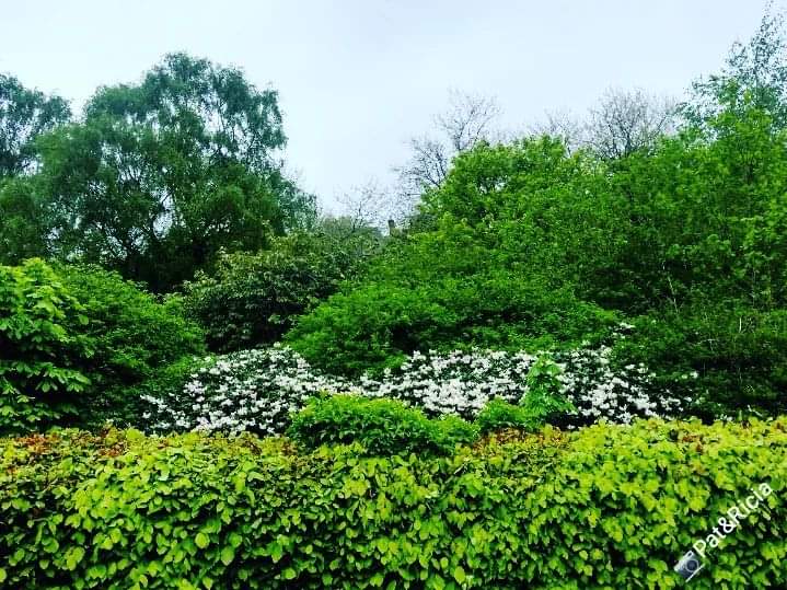 PATandRICIA's tweet photo. Out and about ❤️
Nature is truly amazing 🌱💚
#nature #naturephotographer #naturephotography #springflowers #springseason #bloomingflowers #walking #adventurelover #pictureoftheweek #photooftheday #photographer #photography #adventureseekers #natureblogger #healthyliving #photo https://t.co/wKmU1HjEGl