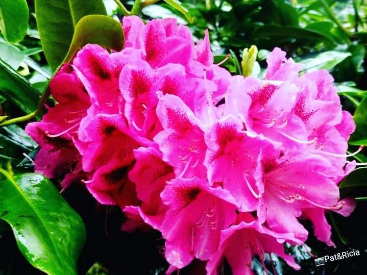 PATandRICIA's tweet photo. Out and about ❤️
Nature is truly amazing 🌱💚
#nature #naturephotographer #naturephotography #springflowers #springseason #bloomingflowers #walking #adventurelover #pictureoftheweek #photooftheday #photographer #photography #adventureseekers #natureblogger #healthyliving #photo https://t.co/wKmU1HjEGl