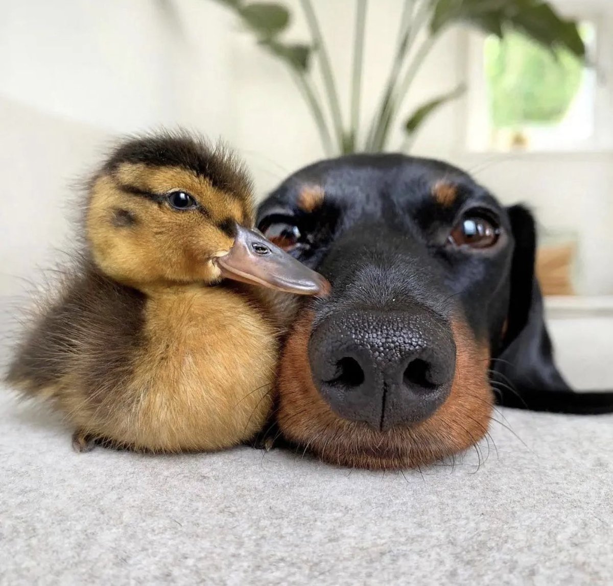 Animalitos para curar la depresión (@animalitostw_) on Twitter photo 