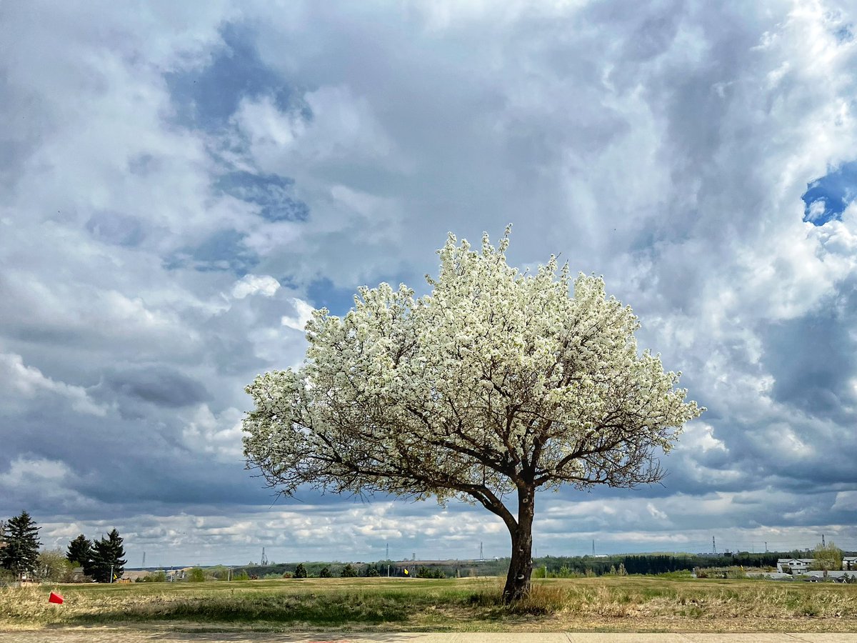 miksmedia's tweet photo. Spring in the city..
#yeg #alberta #spring #treesinbloom #edmonton https://t.co/5x1zqLsesa