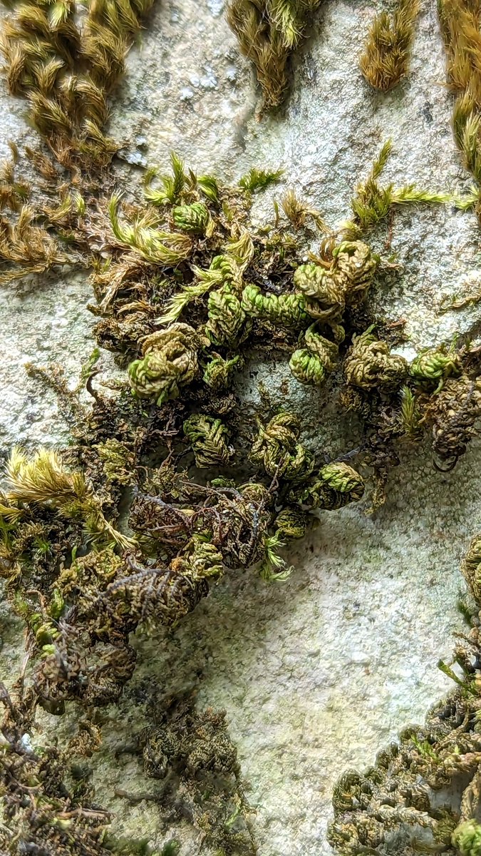 Neckera (Leptodon) smithii, here rolled up tightly on an 18th century gravestone, Wootton.