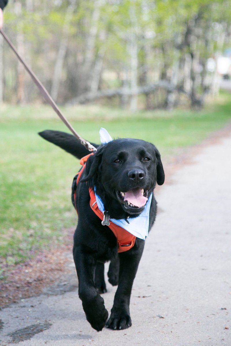 OVC Pet Trust tweet media