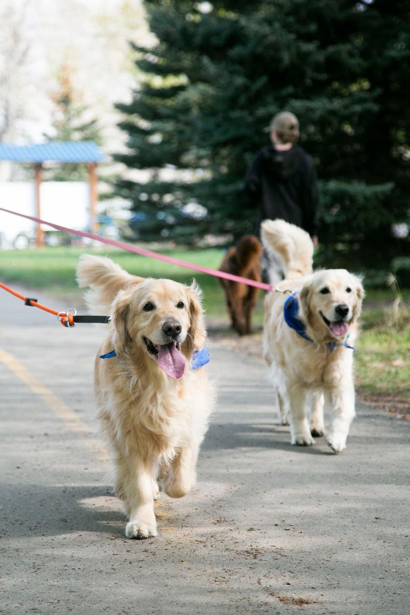 OVC Pet Trust tweet media