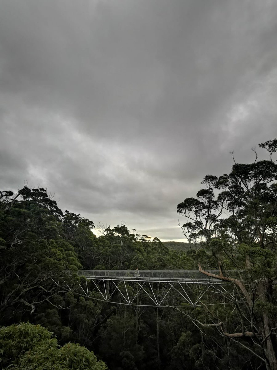 InexPalit's tweet photo. How stunning π«Άπ©΅
#TreeTopWalk #AlbanyWA #WAtheDreamState #DenmarkWA https://t.co/Hm0oxAEeE5