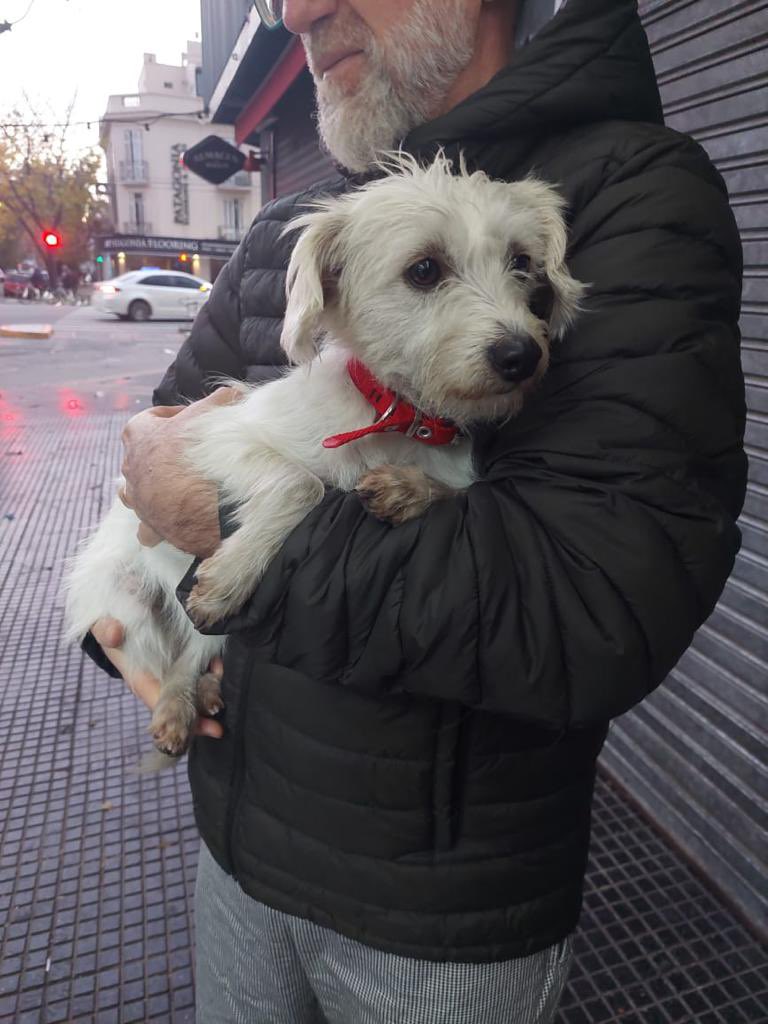 patoslu's tweet photo. Lo encontraron en Congreso y Libertador hoy a las 7 de la mañana, dicen que es buenísima y está asustada tel 11-5459-5989 por favor RT a ver si encontramos a su flia. @misuperamigo @patitas_budge https://t.co/EQWngbe26m