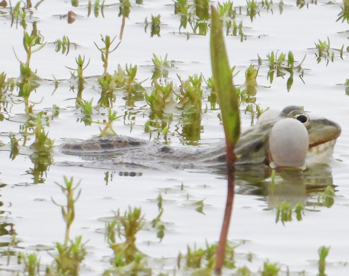 mikelinklate's tweet photo. At Dungeness Kent UK Great Crested Grebes courting - Green Woodpecker up the pole - one of many male Common Whitethroat - Frog blowing bubbles https://t.co/pXrUlR1vRj