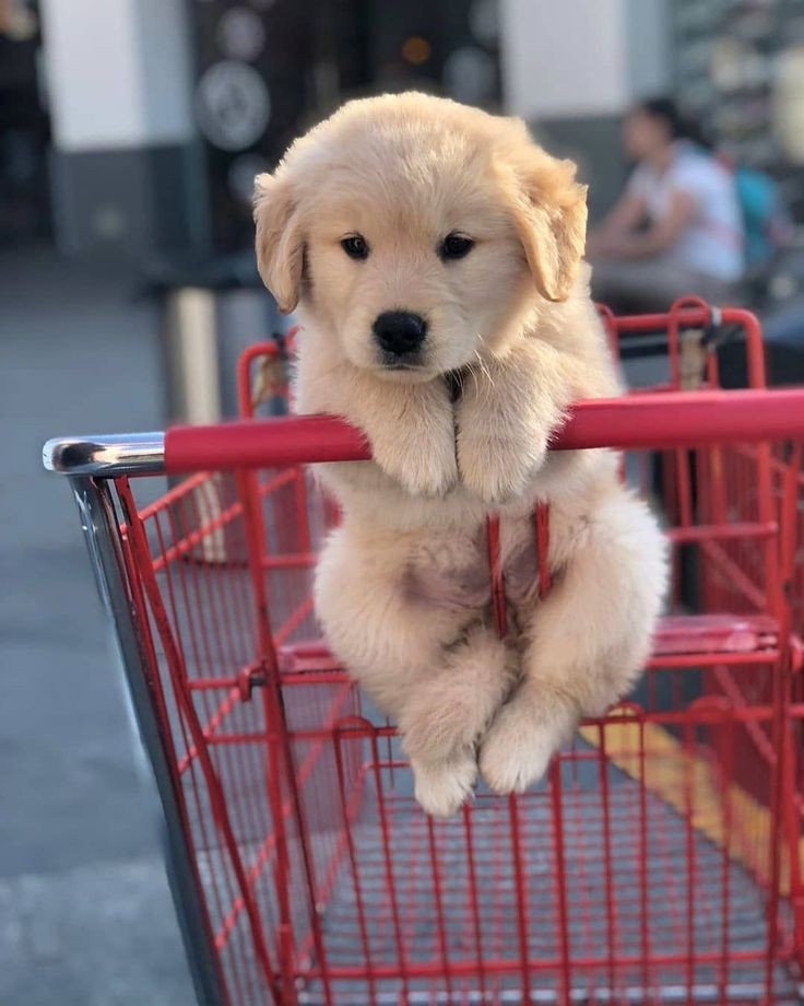 vuoi conquistarmi?
Regalami un Golden retriever.