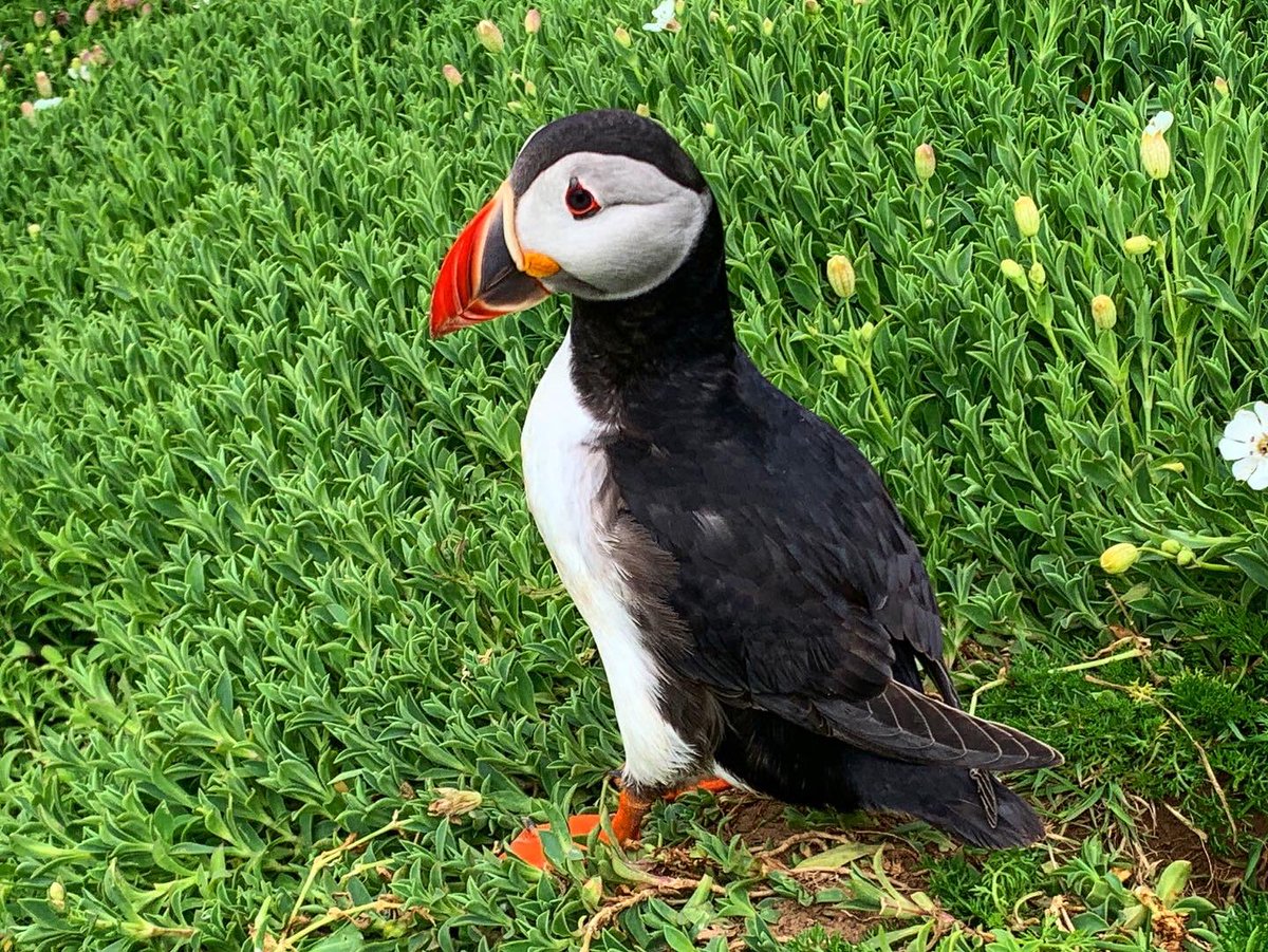 LukeandTylerTr1's tweet photo. King of the Puffins!                                                                                     #wildlifephotography #birdphotography #nature #NatureIsAmazing #naturelover #naturelovers #NaturePhotography https://t.co/2qpd8ATMHb