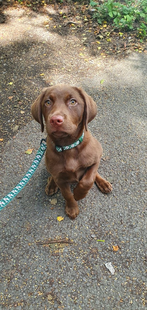 barneylab1's tweet photo. Today my gorgeous girlie Mabel is one year old. She has grown so much and every day is a school day but I am beyond proud of her 🤎🐾 and also her big brother Mason #happybirthdaymabel #happylab https://t.co/j4mvUs3hEB