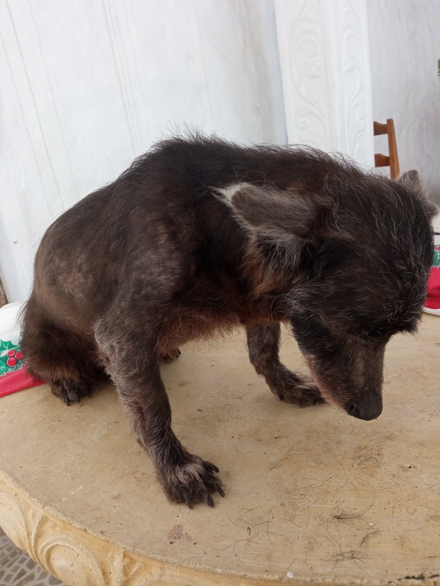 Me gustaría saber por qué cuando le corto el pelo a mi perrito se convierte en el meme de "salganse de Twitter que quiero estar solo"