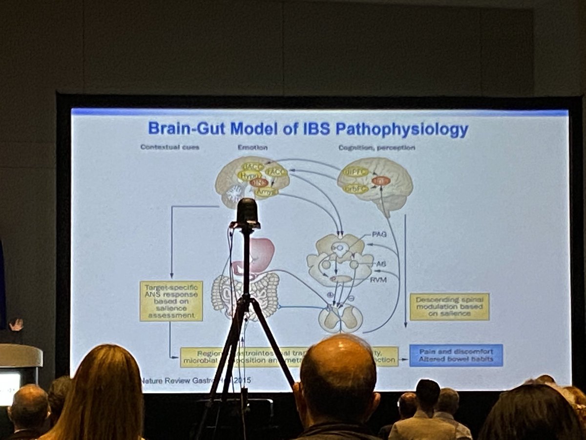 <a href="/LinChangMD/">Lin Chang</a> The brain’s job is to protect. If it is getting more sensation out of the gut (peripheral sensitization) and it feels threatened, it’s the brain’s job to activate the pain enhancing neurons to keep the organism alive #gastropsych <a href="/DDWMeeting/">Digestive Disease Week</a> #DDW2023