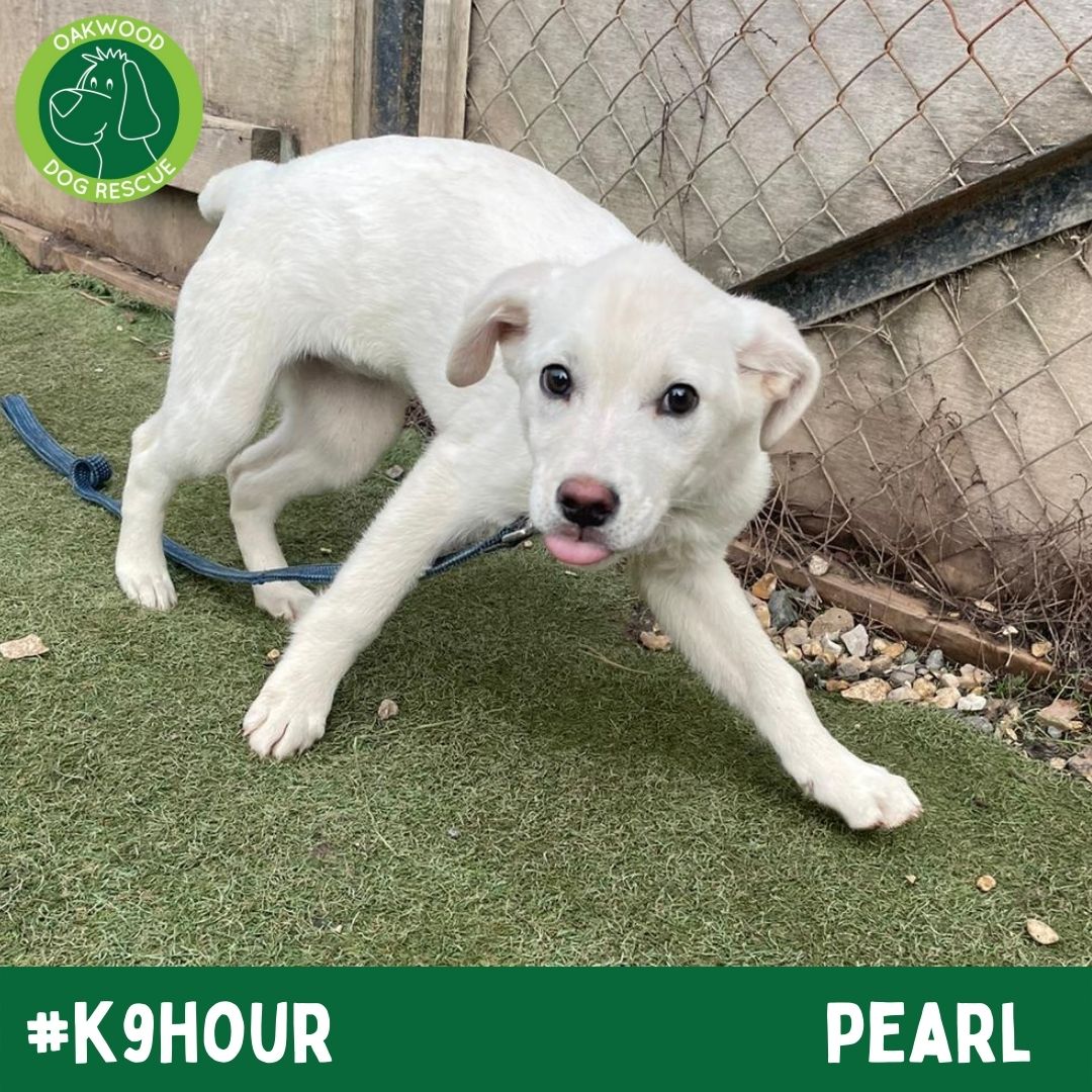 OakwoodRescue's tweet photo. For #k9hour we have Pearl looking her best in the hope to find her forever home💚
https://t.co/jb1otP7f20
#teamzay #AdoptDontShop #RescueDog #dogsoftwittter  #adoptdontshop #rescue #dogsoftwitter #rehomehour https://t.co/mo2mPQf5ln