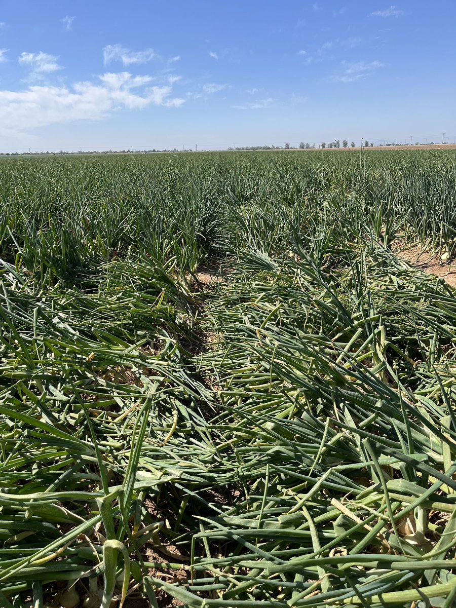 Our California Sales Team is busy in Brawley, CA with onion trials! Every year our team works tirelessly to find growers the next best variety! 🧅