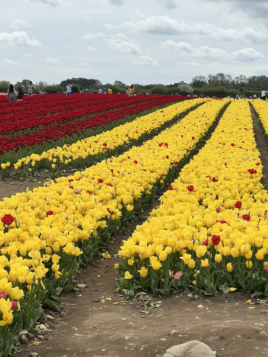 cnepatricia's tweet photo. Last day of #tulipsfortapping @Norfolk_Hospice and a family day 💙
See you next year tulips 🌷 https://t.co/GEdXnKXZFC