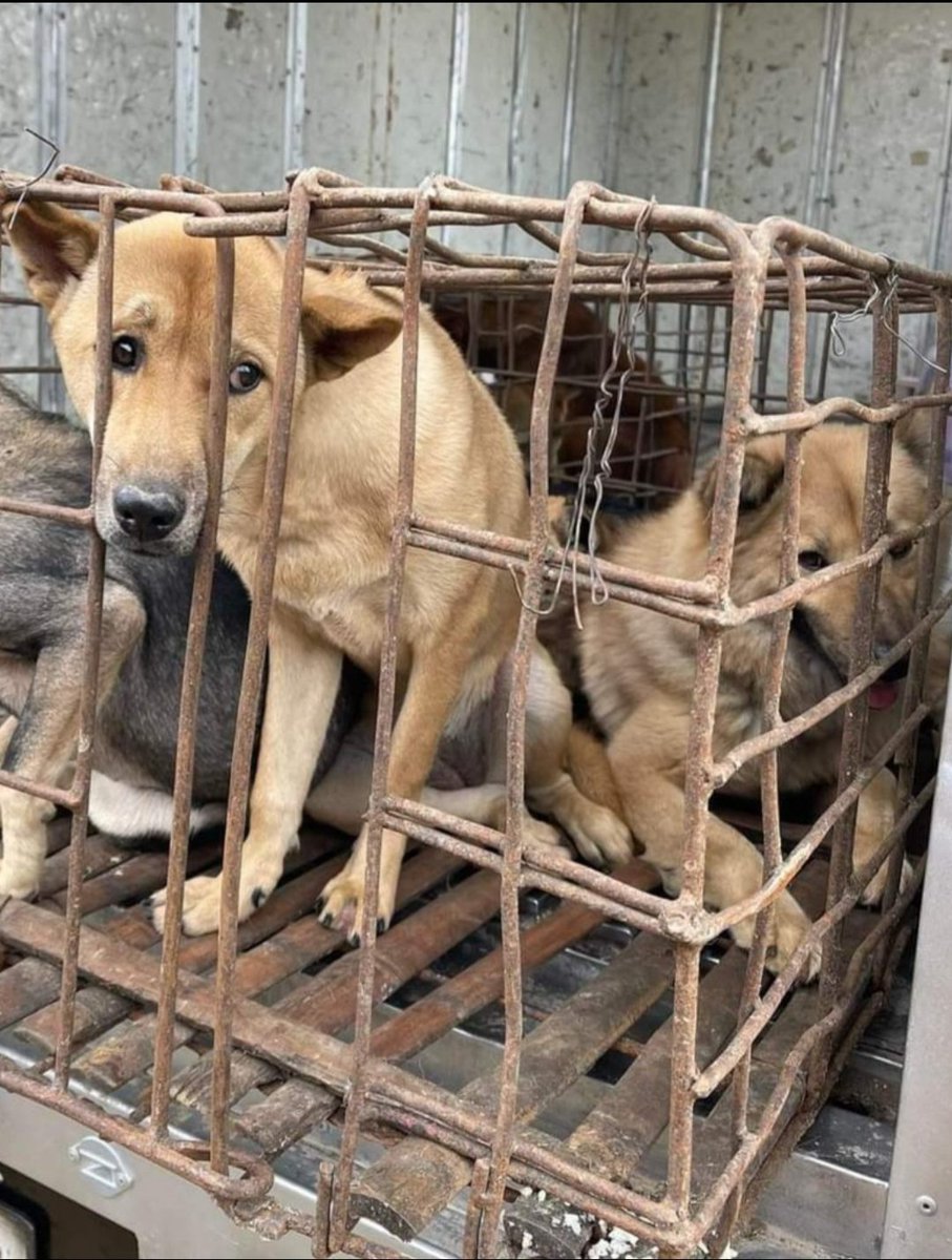 WeAreNotFood's tweet photo. This is what a Vietnamese animal lover may encounter. 

"I just went to the market to buy eggs!  Inside the market the dog slaughtering activity is horrifying! The dog was hit on the head convulsing to death! So I didn't go inside! Just finished talking, a motorbike carrying 
-> https://t.co/ewMuhNxWXT