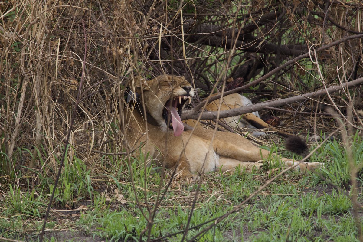 The bravest animal I have ever seen is the fly on this lioness’s tongue. Like of all places how dare you opt to fall on a lions tongue! Is it knowing your strength or daring the devil? #travelwithme #ExploreUganda 📍 Ishasha