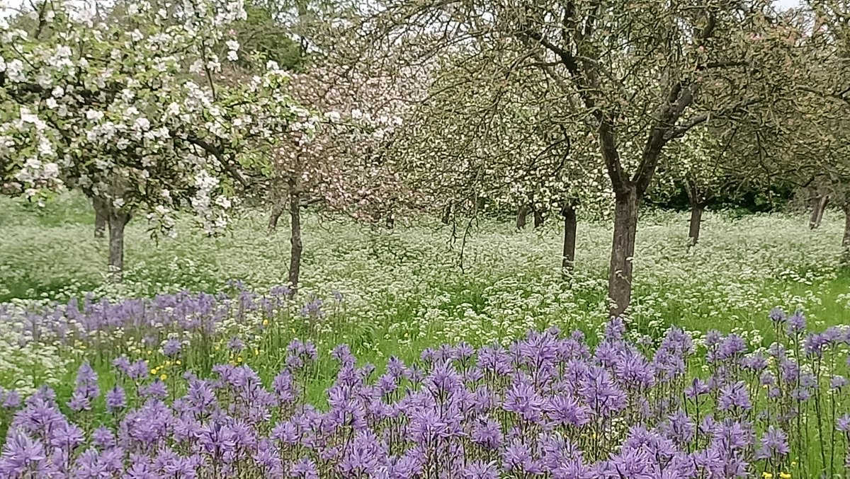 Another wonderful day in Glastonbury, at the Abbey open day, for Coronation weekend & what a beautiful discovery in their wild gardens, so lush🥰 it reminded me of the Secret Garden (one of my fave books) #Glastonbury #wildflowers #gardens #Nature #Springflowers #GlastonburyAbbey