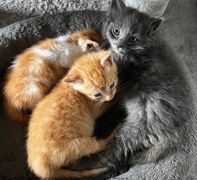 'Sid, Simon & Remi ready for a nap after vaccinations. Happy, healthy & growing! Thanks to #straycatalliance & fostering for saving their lives.' #Cats