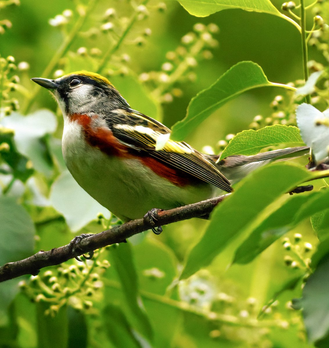 SandraBirdlover's tweet image. Getting very trippy out there! Scarlet tanager, blue-winged warbler, chestnut-sided warbler, CP Ramble. #birdcpp #BirdsSeenIn2023 #SpringMigration2023 #BirdTwitter