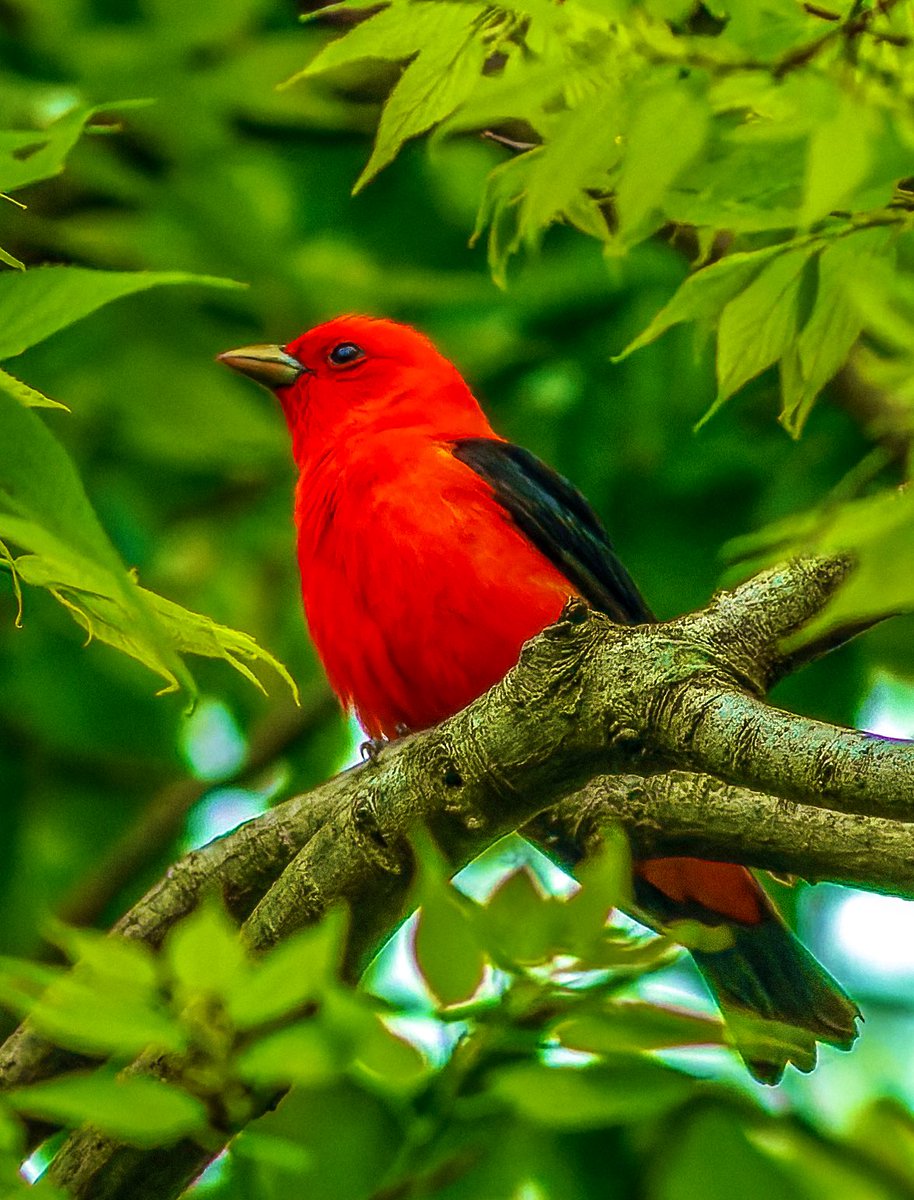 SandraBirdlover's tweet image. Getting very trippy out there! Scarlet tanager, blue-winged warbler, chestnut-sided warbler, CP Ramble. #birdcpp #BirdsSeenIn2023 #SpringMigration2023 #BirdTwitter